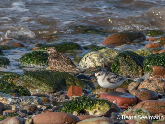 Sanderling