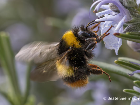 Wiesenhummel und Rosmarin