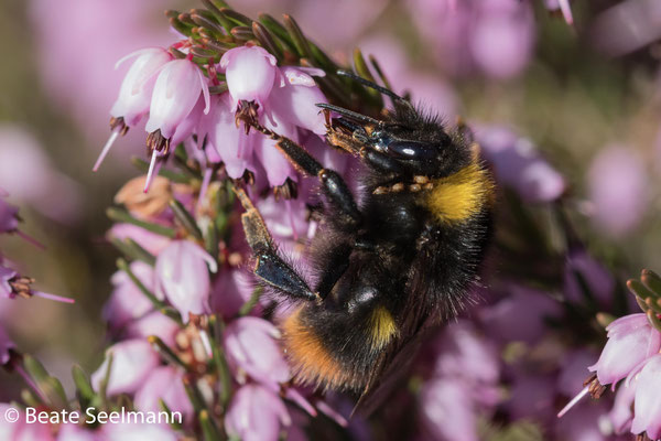 Wiesenhummel und Winterheide