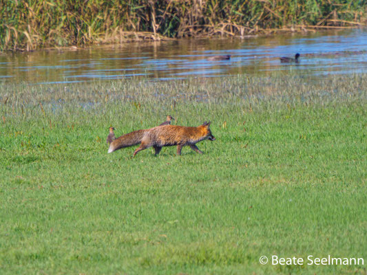 Kiebitze und Fuchs, der wohl satt ist