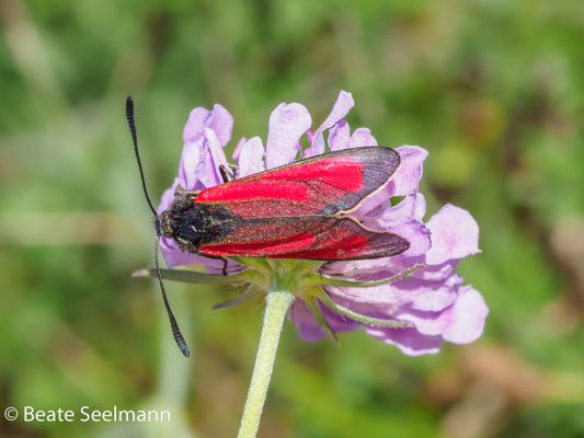 Thymian-Bibernell-Widderchen