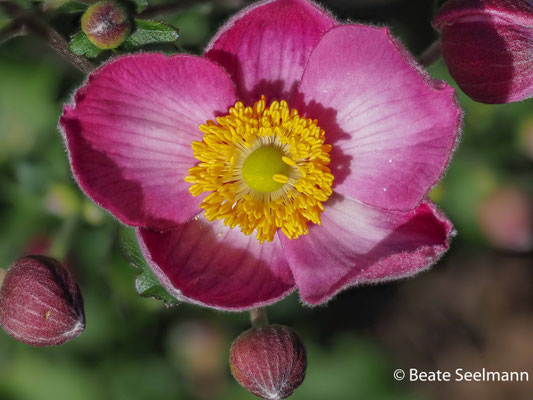 Anemone