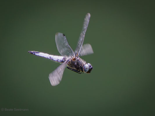 Spitzflecklibelle