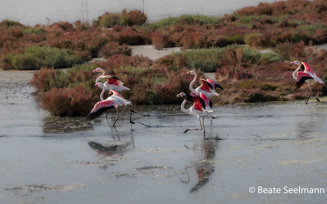 Flamingos