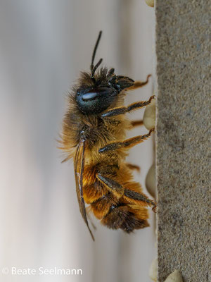 Weibliche Biene frisch geschlüpft
