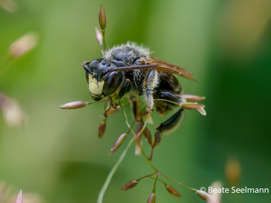 Macropis fulvipes männlich, schlafend