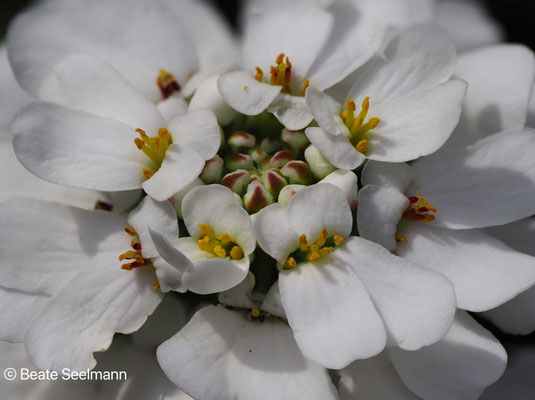 Schleifenblume