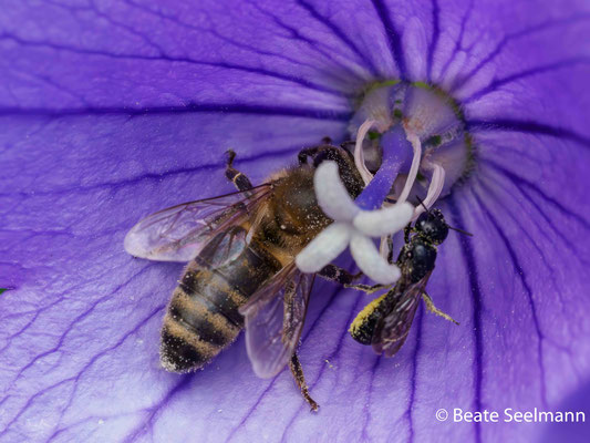 Honigbiene mit Chelostoma campanularum (Größenvergleich)