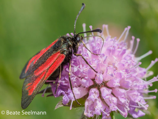 Thymian-Bibernell-Widderchen