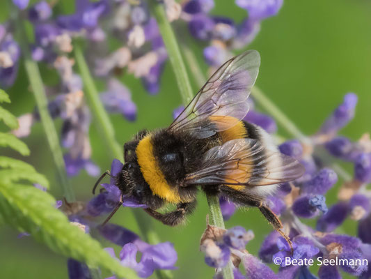 Erdhummel an Lavendel