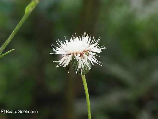 Schartendistel