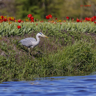 Blue heron, Keukenhof