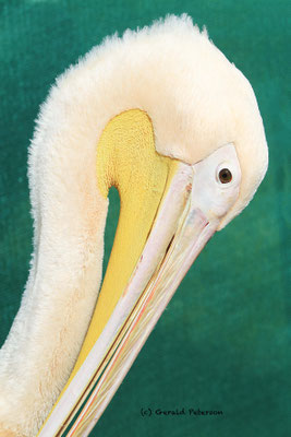 Great white pelican