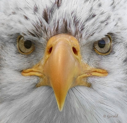 Bald eagle