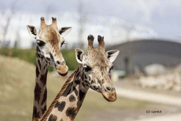 Giraffes