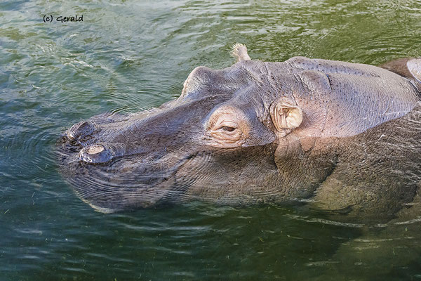 Hippo, floating like a feather 