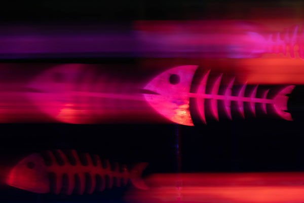 Glowing ghostfishes I