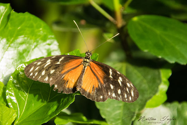 Heliconius Hecale / Goldener Hekale