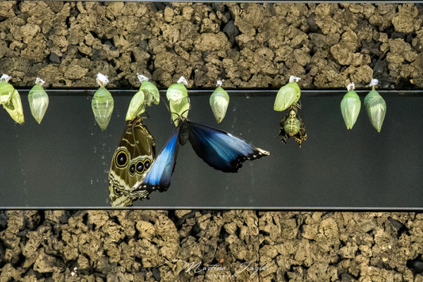 Geschlüpfte Morphofalter