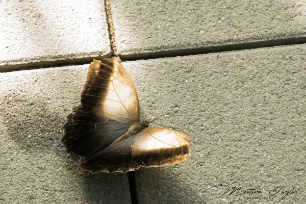 Brauner Bananenfalter