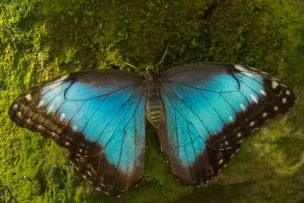 Morpho Peleides / Blauer Morphofalter