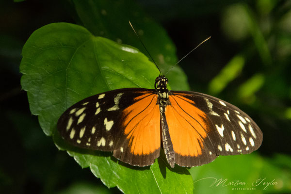 Heliconius Hecale / Goldener Hekale