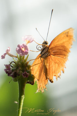 Dryas Inlia / Juliafalter