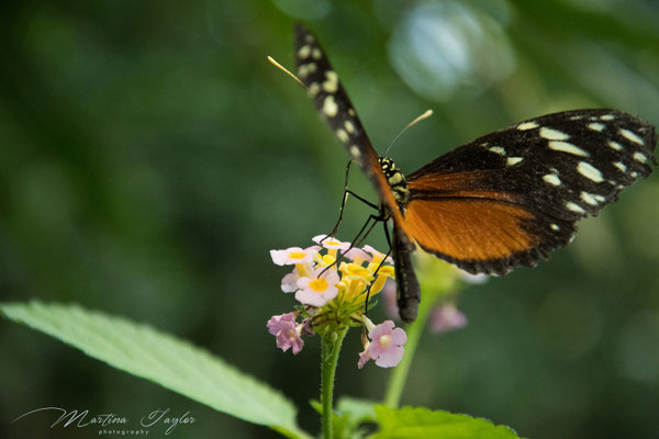 Heliconius Hecale / Goldener Hekale
