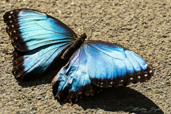 Morpho Peleides / Blauer Morphofalter