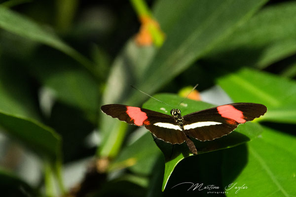 Heliconius Melpomene / Postbote