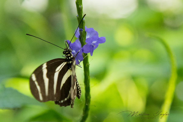 Heliconius Charitonius / Zebrafalter