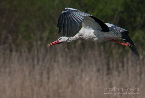 Fliegender Weißstroch