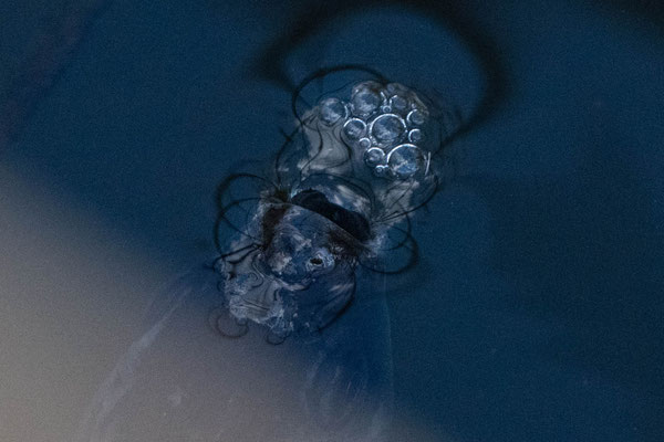 Ein fokussierter Blick in "bewegtes" Wasser