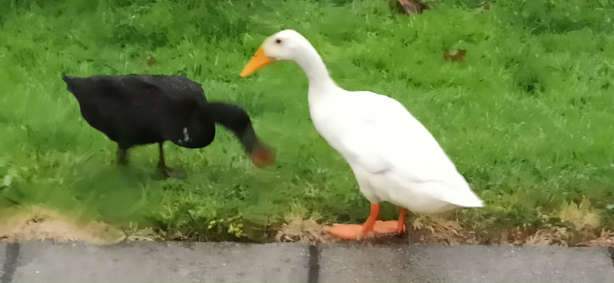 Laufenten beim mit geklauter Cocktailtomate