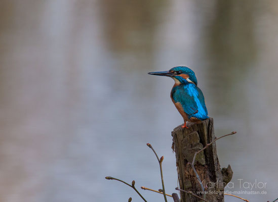 Eisvogel