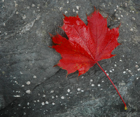 Rotes Blatt auf Stein