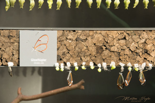 Schmetterlingskokons II