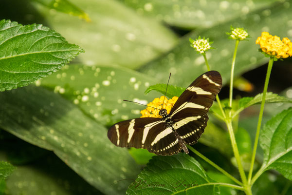 Heliconius Charitonius / Zebrafalter