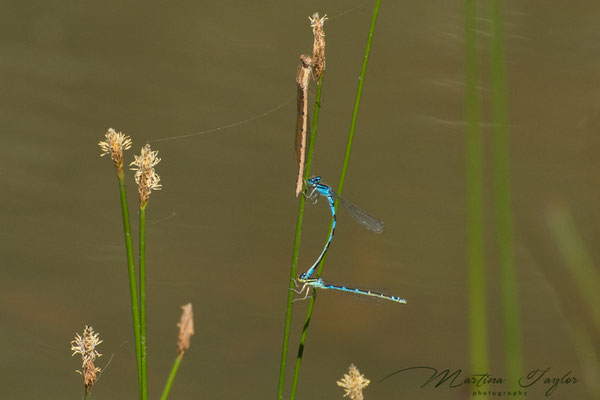 Hufeisen-Azurjungfern. Grün = w, Blau = m