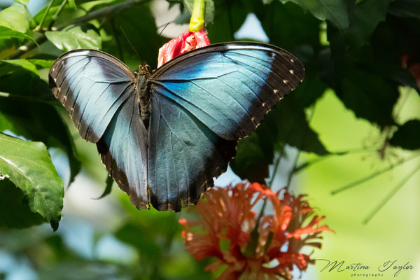 Morpho Peleides / Blauer Morphofalter