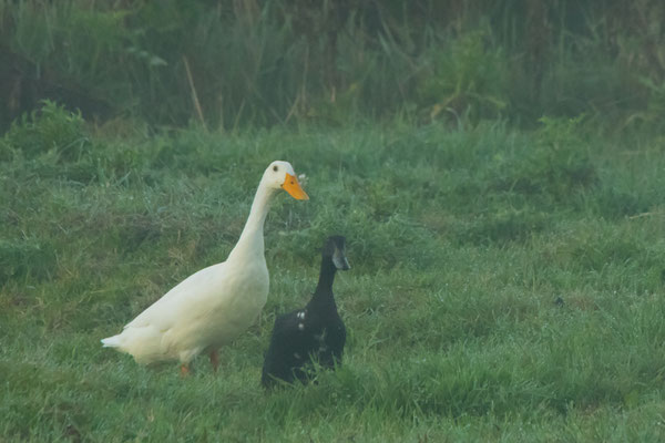 Laufenten in unserem Garten