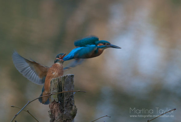 The Kingfisher and his wife II