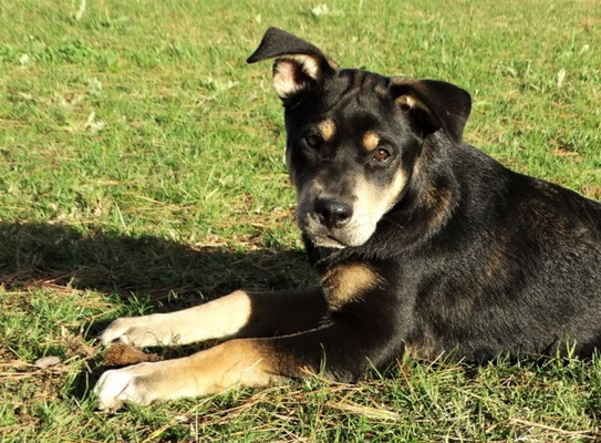 Beispiel für ein Konstitutionsmittel beim Hund Sulfur HUNDE UND