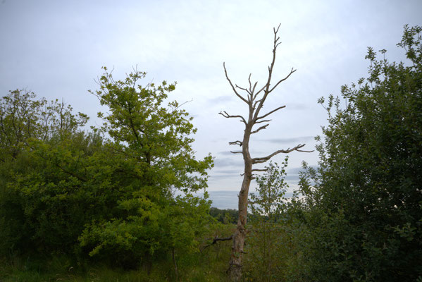 Hans-Joachim