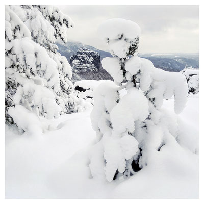 schneelastiges Bäumchen an der Breiten Kluft