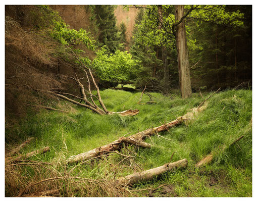 Blick ins Verbotene: gesperrter Wanderweg im Großen Zschand in Richtung Grenze.