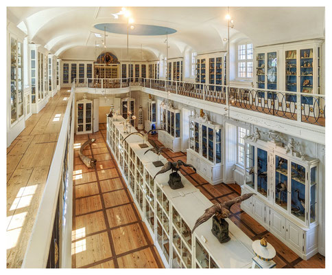 Vogelsaal im Naturkundemuseum Bamberg