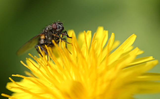 Schmeißfliege