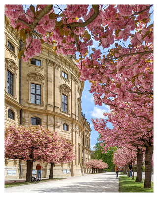Kirschblütenzeit an der Würzburger Residenz