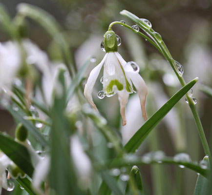 waterdrops and snowdrops